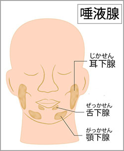 唾液腺