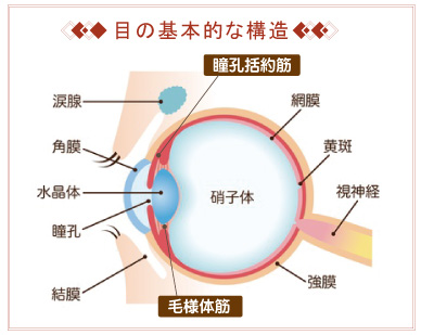 目の基本的な構造