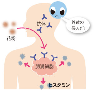 アレルギーを起こすしくみ