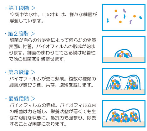 バイオフィルムができるまでの第一段階～最終段階