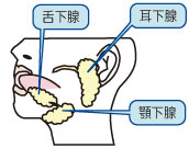 ３つの唾液腺図（耳下腺・顎下腺・舌下腺）