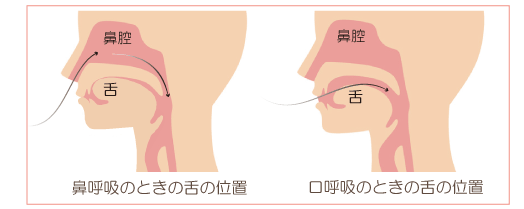 呼吸時の舌の位置