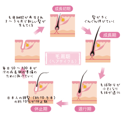 毛周期（ヘアサイクル）図