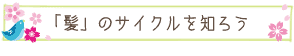 「髪」のサイクルを知ろう