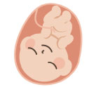 お腹の中の赤ちゃん