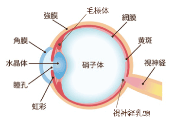 目の構造