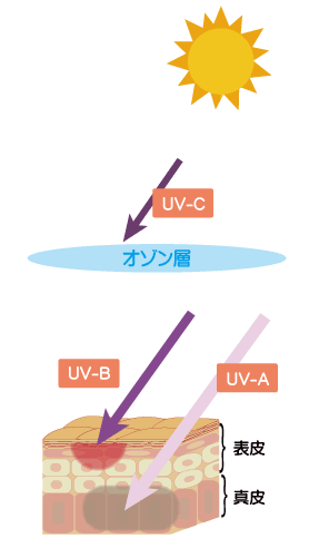 紫外線が肌に与えるエネルギー図