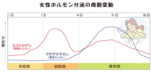 女性ホルモン分泌の周期変動