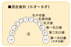 混合歯列の図