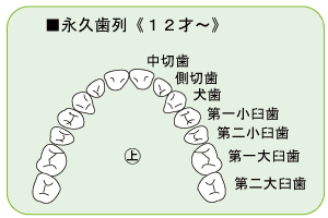 永久歯列の図