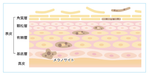 ターンオーバー（新陳代謝）のしくみ