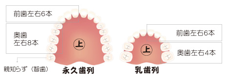 永久歯列と乳歯列