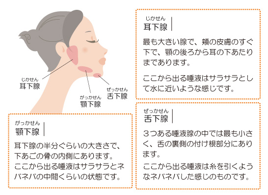 ３つの唾液腺＝耳下腺・顎下腺・舌下腺