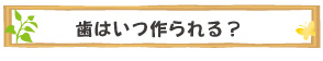 歯はいつ作られる？