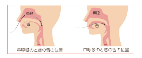 鼻呼吸の時の舌の位置と口呼吸の時の鼻の位置