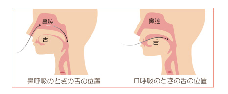鼻呼吸の時の舌の位置と口呼吸の時の鼻の位置