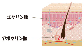 ヒトの汗腺の種類