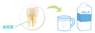 抜けた歯は牛乳に浸して30分以内に処置