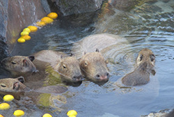 入浴の効果