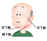 唾液腺の場所（耳下腺・舌下腺・顎下腺）