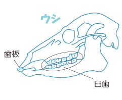 偶蹄類の歯