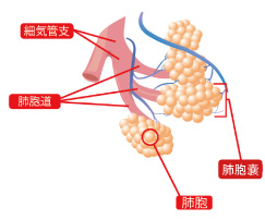 肺の構造