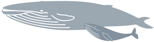 ひげクジラ