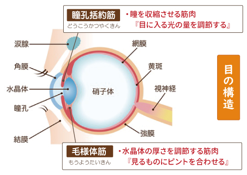 瞳孔括約筋と毛様体筋