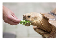 カメの食事