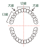 歯の種類の割合