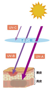 紫外線の特徴